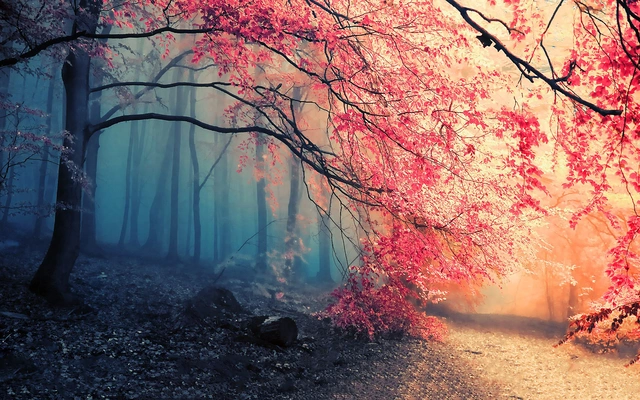 Forest